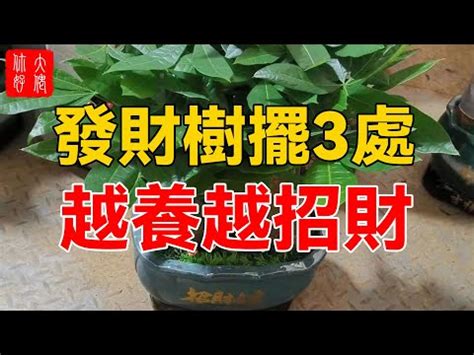 菩提樹 風水|【菩提樹 風水】菩提樹懶人包：招財、風水禁忌通通看